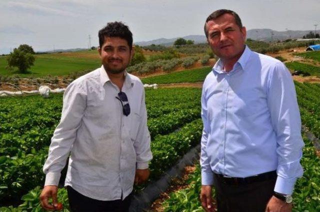 3 Çiftçi Ile Başlanan Çilek Üretimi, Köprübaşı'nın Kaderi Değişti