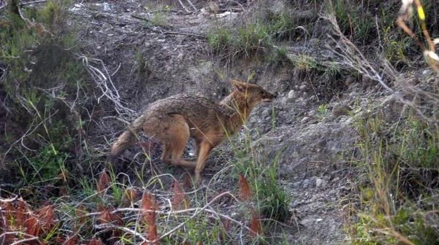 Yaralı &Ccedil;akal, Tedavi Edilip Doğaya Bırakıldı
