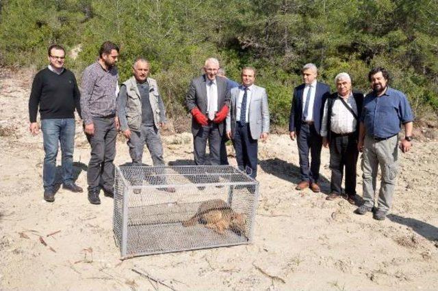 Yaralı Çakal, Tedavi Edilip Doğaya Bırakıldı