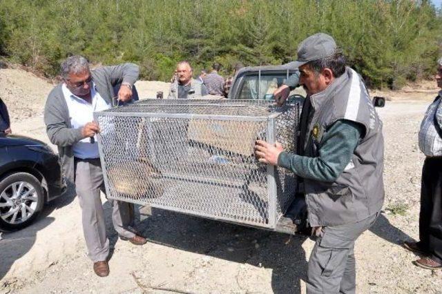 Yaralı Çakal, Tedavi Edilip Doğaya Bırakıldı