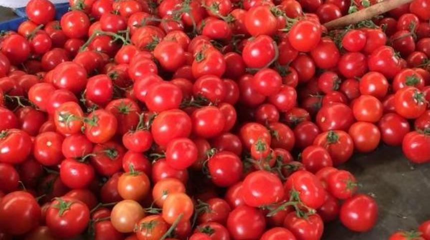 Ucuz Domates Için 10 Gün Sabır