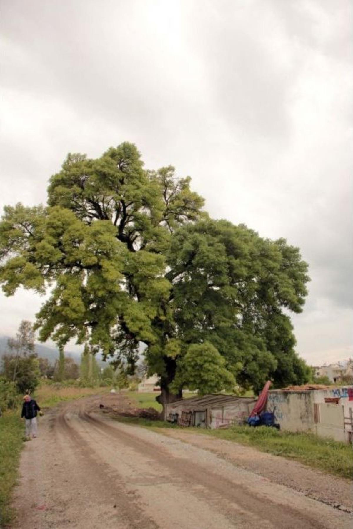 300 Yıllık Anıt Ağa&ccedil; İ&ccedil;in Kanalizasyon Hattının G&uuml;zergahı Değiştirildi, Y&uuml;ksek Gerilim Hattı Toprak Altına Alındı