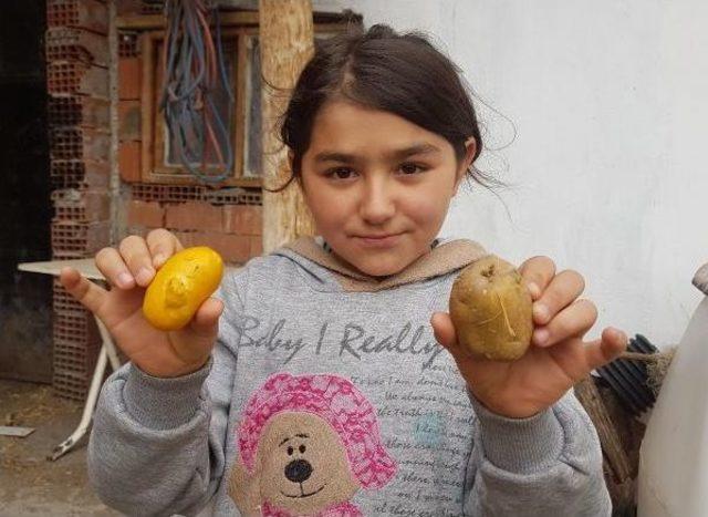 Patatese Benzeyen Yumurta Şaşırttı