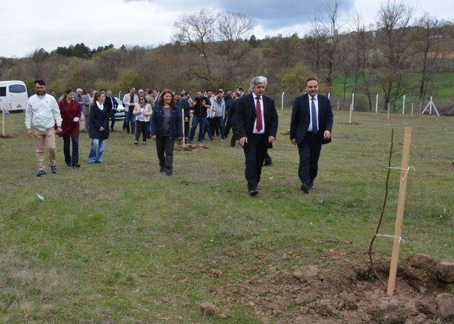 15 Temmuz Şehitleri İçin Ceviz Ormanı Oluşturuluyor