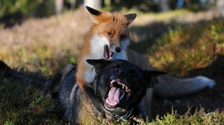 Tilkiyle köpeğin görülmemiş dostluğu