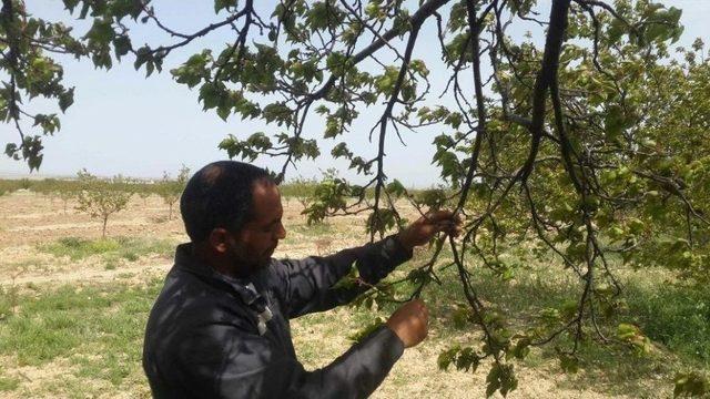 Akçadağ’da Kayısıyı Dolu Vurdu