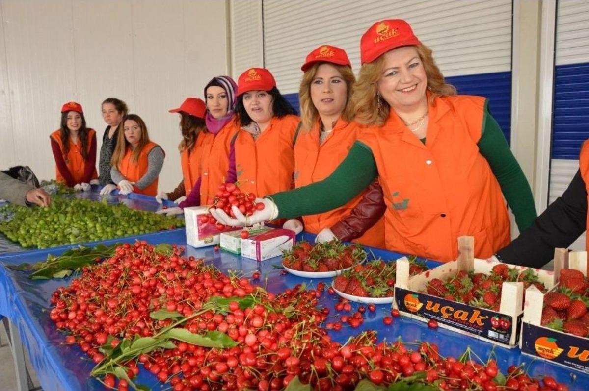 Ege&rsquo;nin En B&uuml;y&uuml;k Kiraz Pazarı A&ccedil;ıldı