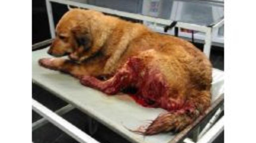 T&uuml;fekle Vurulan Sokak K&ouml;peğine Belediye Sahip &Ccedil;ıktı