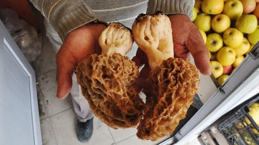 Bu Mantarın Kilosu 150 Tl