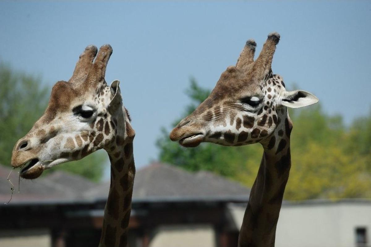 (&ouml;zel Haber) Bursa&rsquo;nın Afrika Savanası Yaza Hazır
