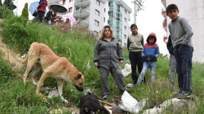 Karabağlar'da Zehirli Tavuk Etiyle K&ouml;pek Katliamı