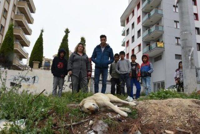 Karabağlar'da Zehirli Tavuk Etiyle Köpek Katliamı