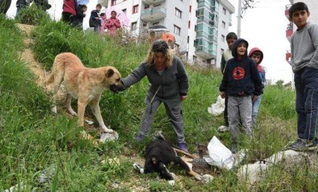 Karabağlar'da Zehirli Tavuk Etiyle Köpek Katliamı