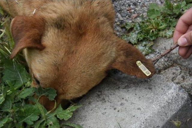 Karabağlar'da Zehirli Tavuk Etiyle Köpek Katliamı