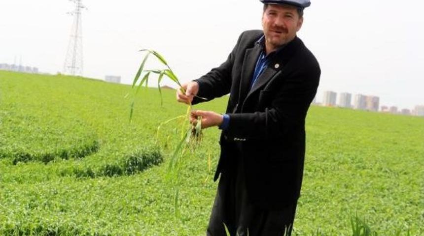 'dedaş, 4 Bin &Ccedil;ift&ccedil;inin 70 Milyon Lirasına Bloke Koydu' Iddiası