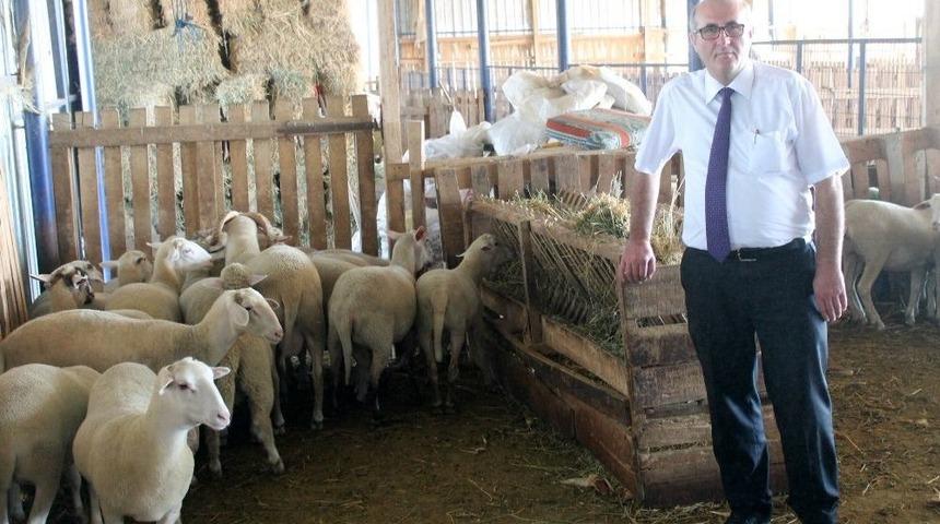 K&uuml;&ccedil;&uuml;kbaş Hayvancılık Kan Kaybediyor