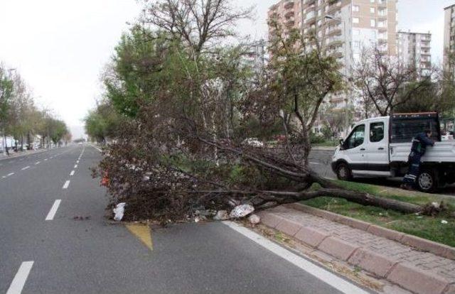 Şiddetli Lodos Ağaç Söktü, Kamyonet Devirdi