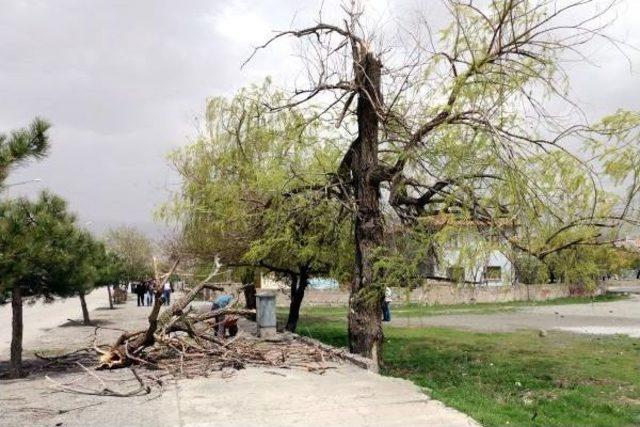 Erzincan'da Şiddeti Rüzgarda Çatılar Uçtu, Ağaçlar Devrildi