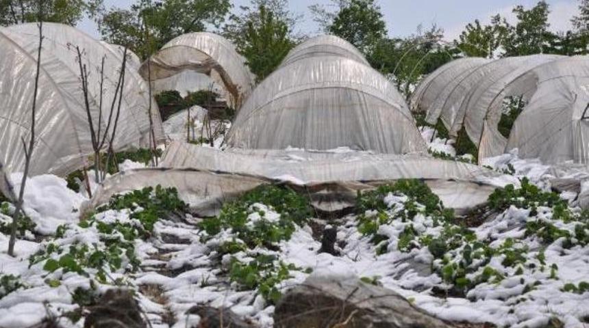 İneg&ouml;l&rsquo;De Kar Yağışı &Ccedil;ilek &Uuml;retimine Zarar Verdi