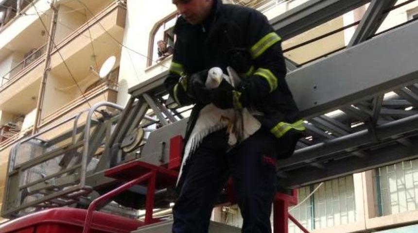 U&ccedil;amayan Martıyı Itfaiye Kurtardı