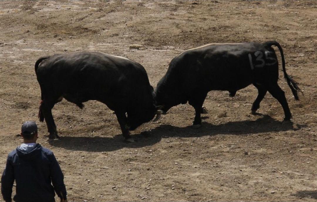 Yusufeli&rsquo;nde Heyecan Dolu Boğa G&uuml;reşleri