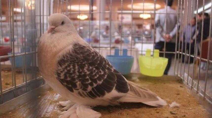 Şebap G&uuml;vercin Festivali Ilgi G&ouml;rd&uuml;