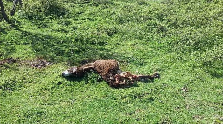 Kastamonu&rsquo;da Ayının Saldırdığı Eşek Telef Oldu