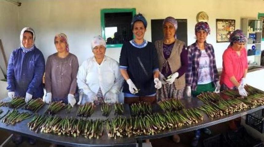 Muğla'dan Kuşkonmaz Fışkırıyor