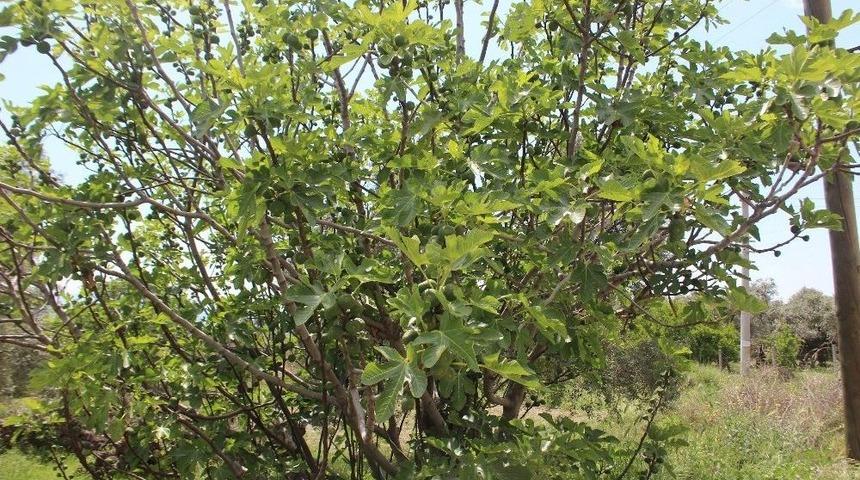 İlekler İncir &Uuml;reticisini Umutlandırdı