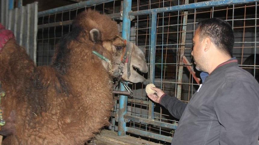 G&uuml;reş Sezonunu Tamamlayan Develer Bakıma Alındı