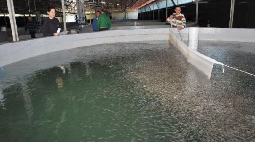 Enstit&uuml;de 15 Milyon Yavru Balık &Uuml;retilecek