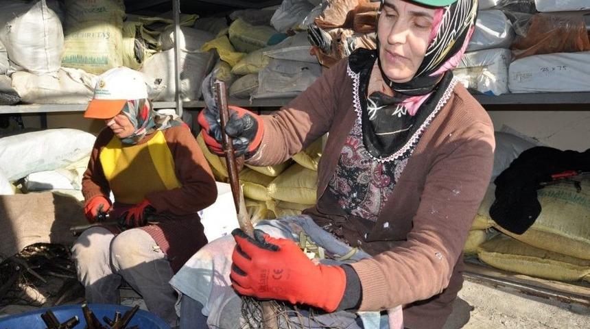 Bafra&rsquo;da Aşılı Ceviz &Uuml;retim Hedefi Aşıldı