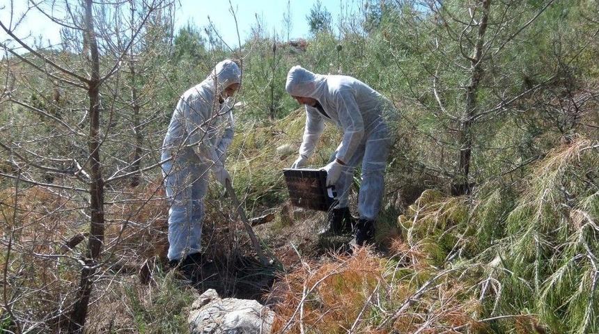 Antalya&rsquo;da &Ccedil;am Kese B&ouml;ceği Tedbirleri