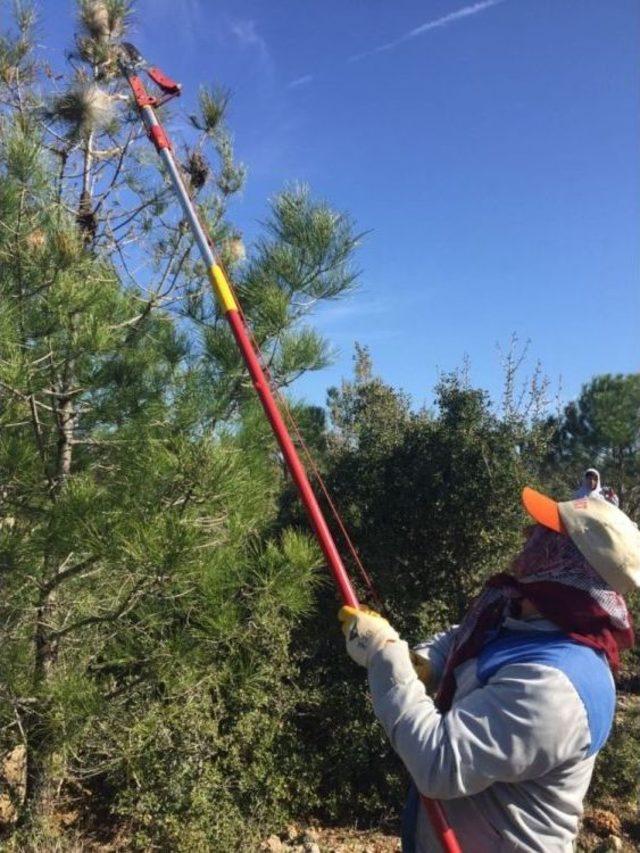 Antalya’da Çam Kese Böceği Tedbirleri