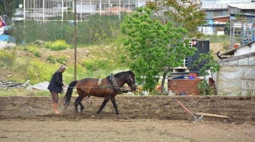 İzmir'in G&ouml;beğinde Kara Sabanla Tarım