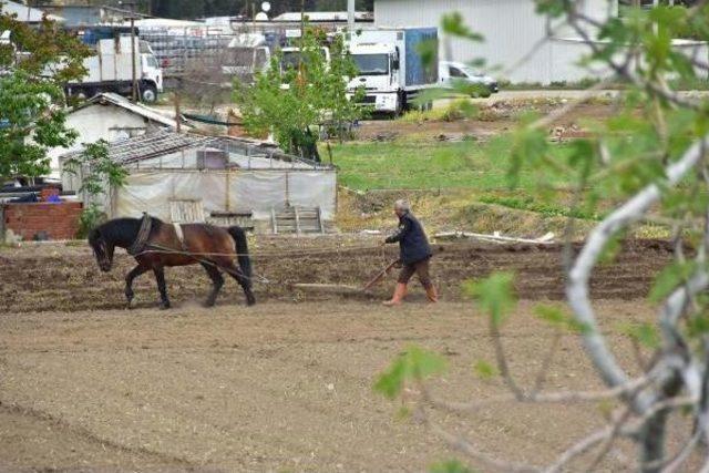 İzmir'in Göbeğinde Kara Sabanla Tarım