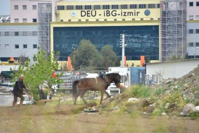 İzmir'in Göbeğinde Kara Sabanla Tarım