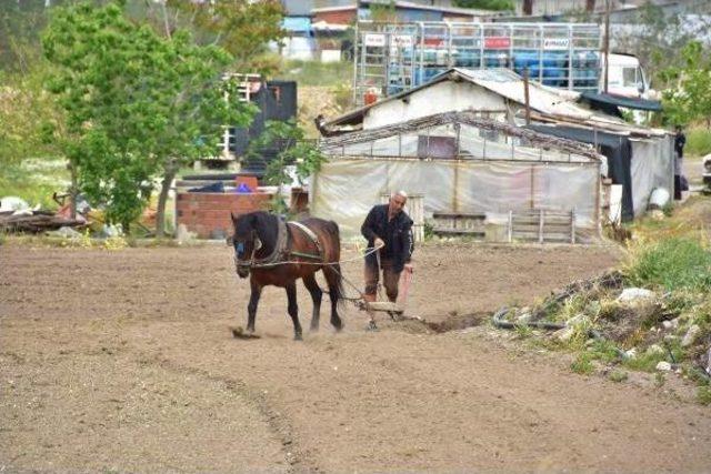 İzmir'in Göbeğinde Kara Sabanla Tarım