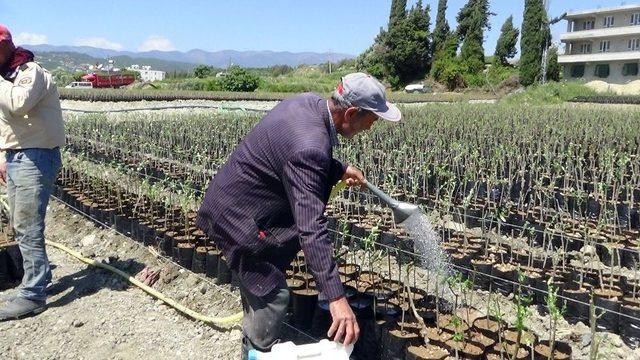 Türkiye’nin Fidan İhtiyacı Fidanlı’dan Karşılanıyor