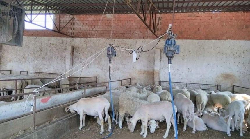 Koyun Kuaf&ouml;r&uuml;nden Koyunlara Bahar Makyajı