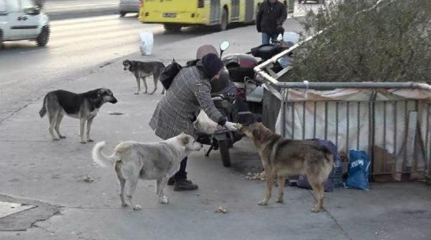 Sokak K&ouml;peklerine Poşetlerle Yiyecek Taşıyan Kadının Sitemi