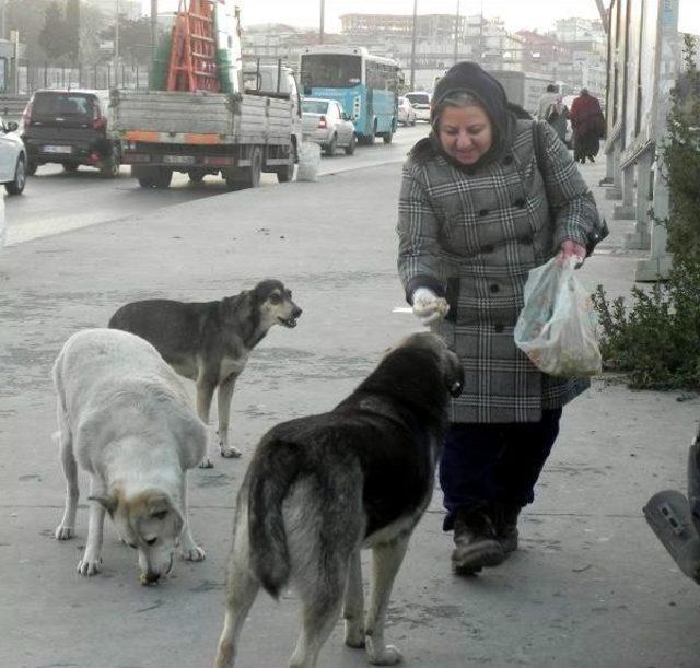 Sokak Köpeklerine Poşetlerle Yiyecek Taşıyan Kadının Sitemi