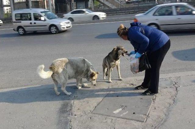 Sokak Köpeklerine Poşetlerle Yiyecek Taşıyan Kadının Sitemi