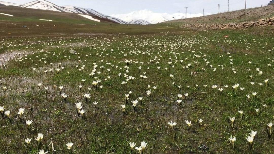 Van&rsquo;da Kardelenler &Ccedil;i&ccedil;ek A&ccedil;tı