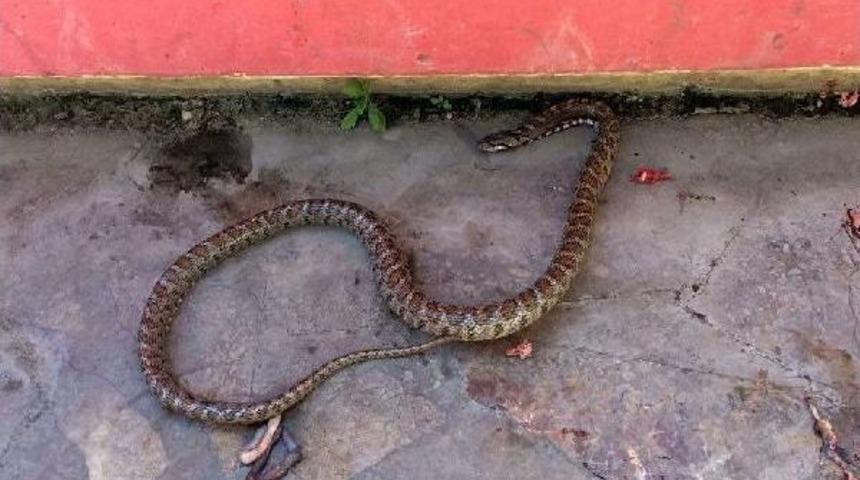 &Ccedil;amaşır Sepetinden &Ccedil;ıkan Yılan Korkuttu