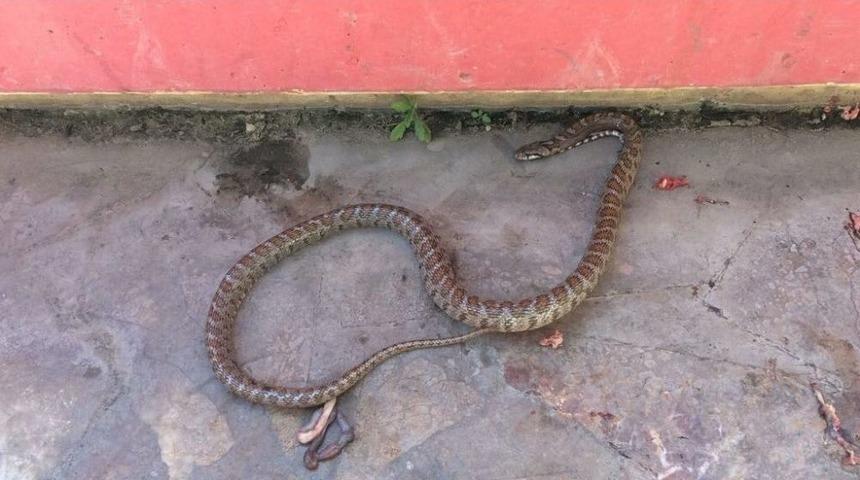 &Ccedil;amaşır Sepetinden Yılan &Ccedil;ıktı