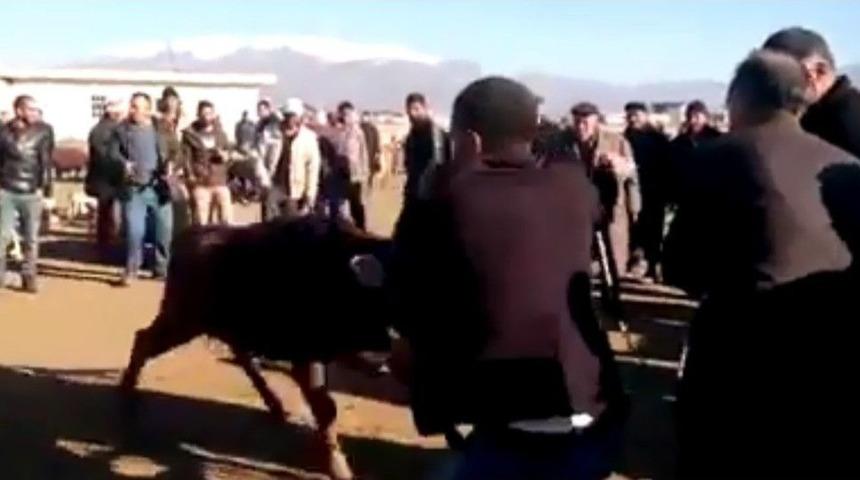 İnek, Hayvan Pazarını Arenaya &Ccedil;evirdi