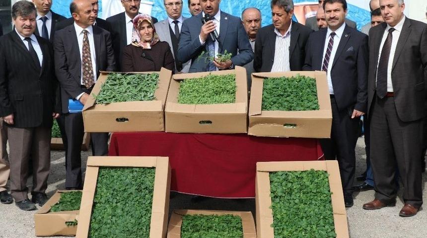 Elazığ’da Çiftçilere Çeşitli Bitkiler Dağıtıldı