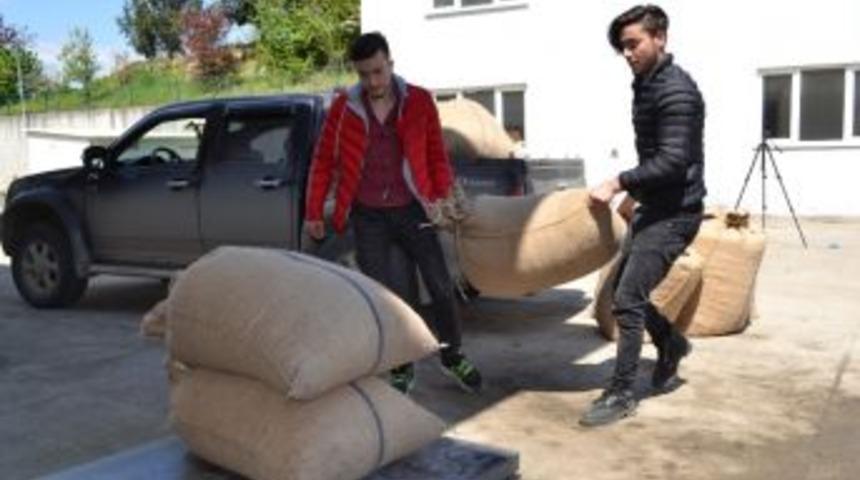 Tmo Fındık Alımına Başladı