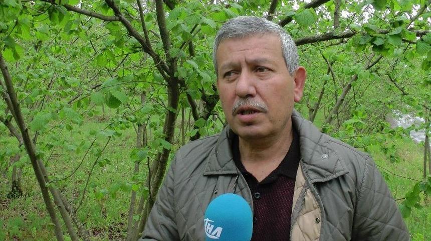 (özel Haber) Kar Yağdı, Fındık Üreticisini Korku Sardı